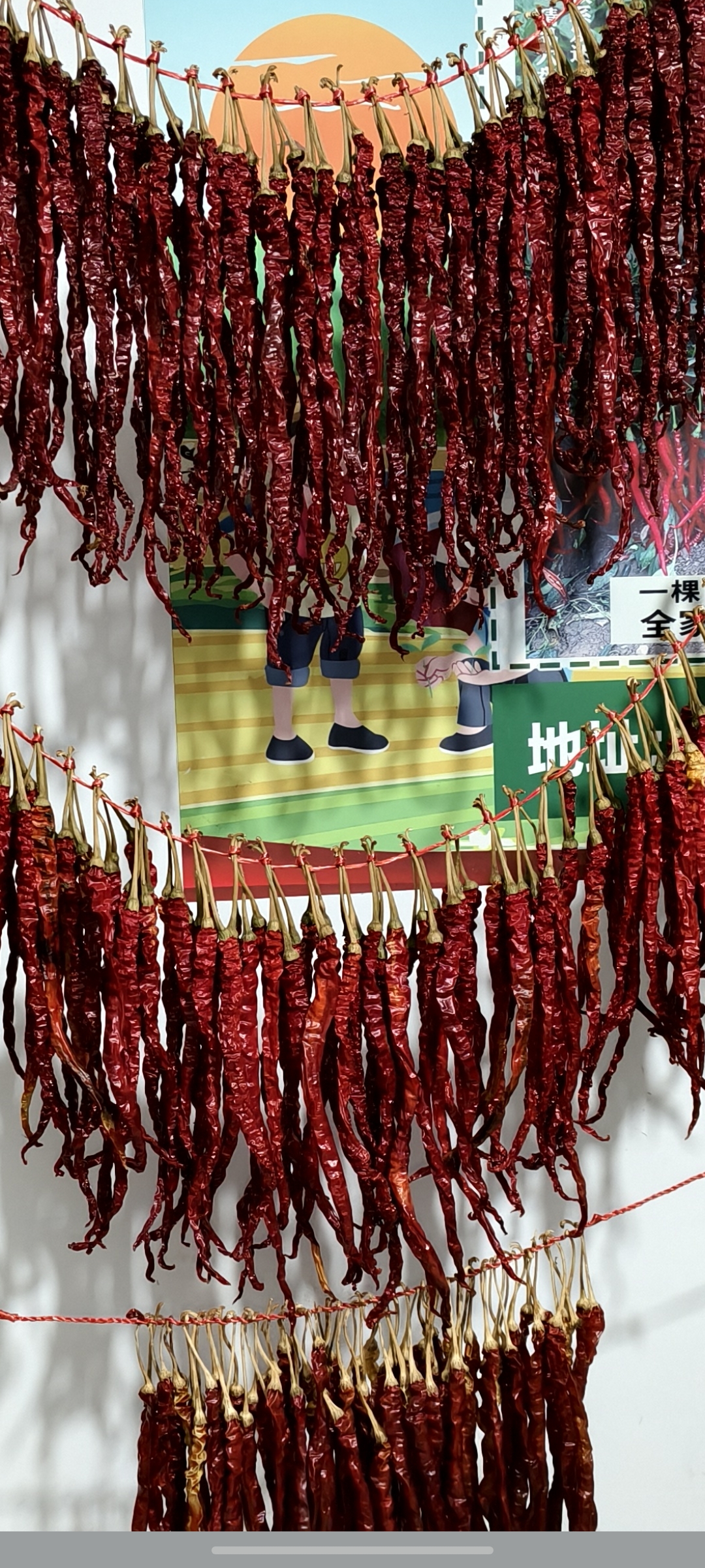 贵州大方皱椒干辣椒微辣特香炒菜必备香辣开胃
