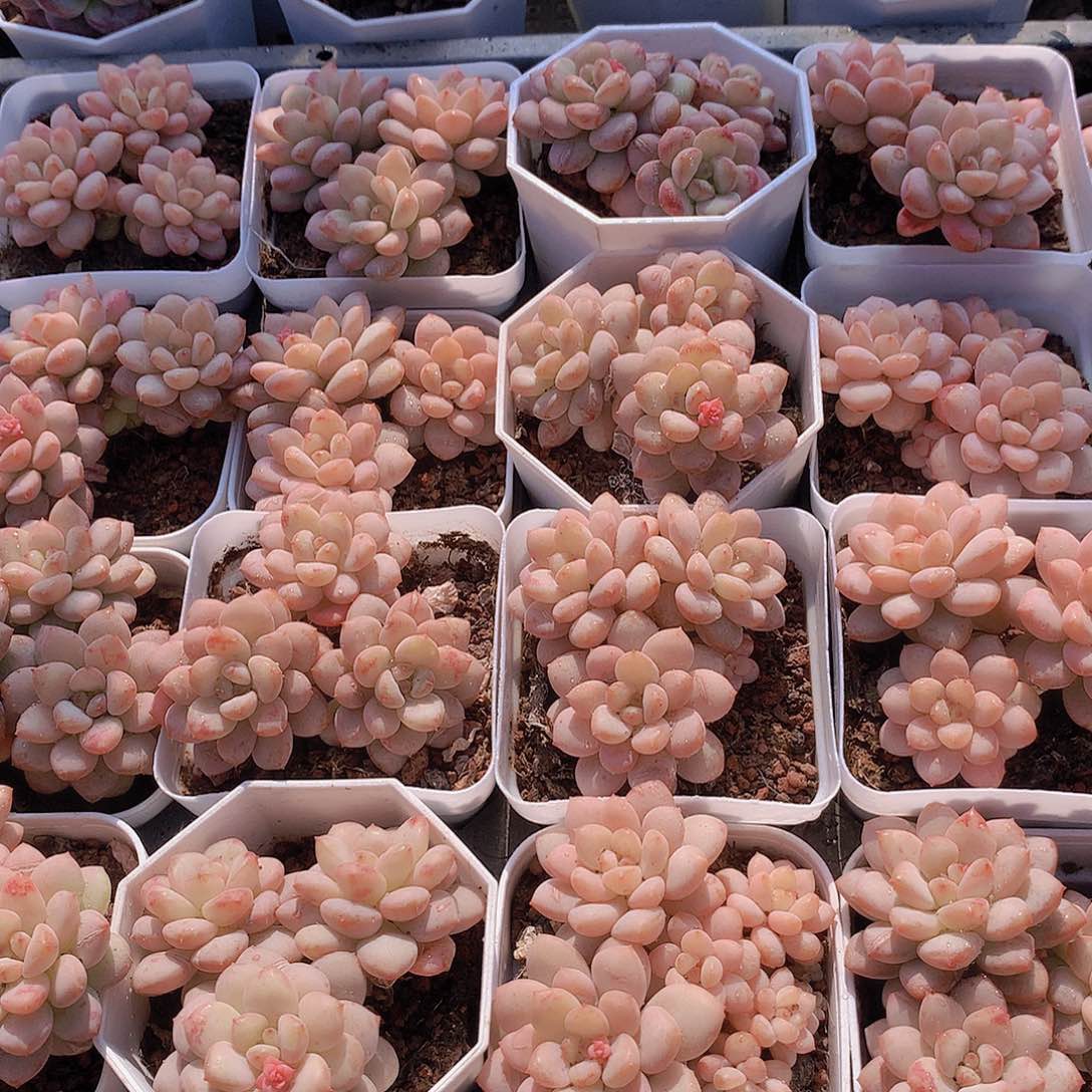 阳光玫瑰24466789900