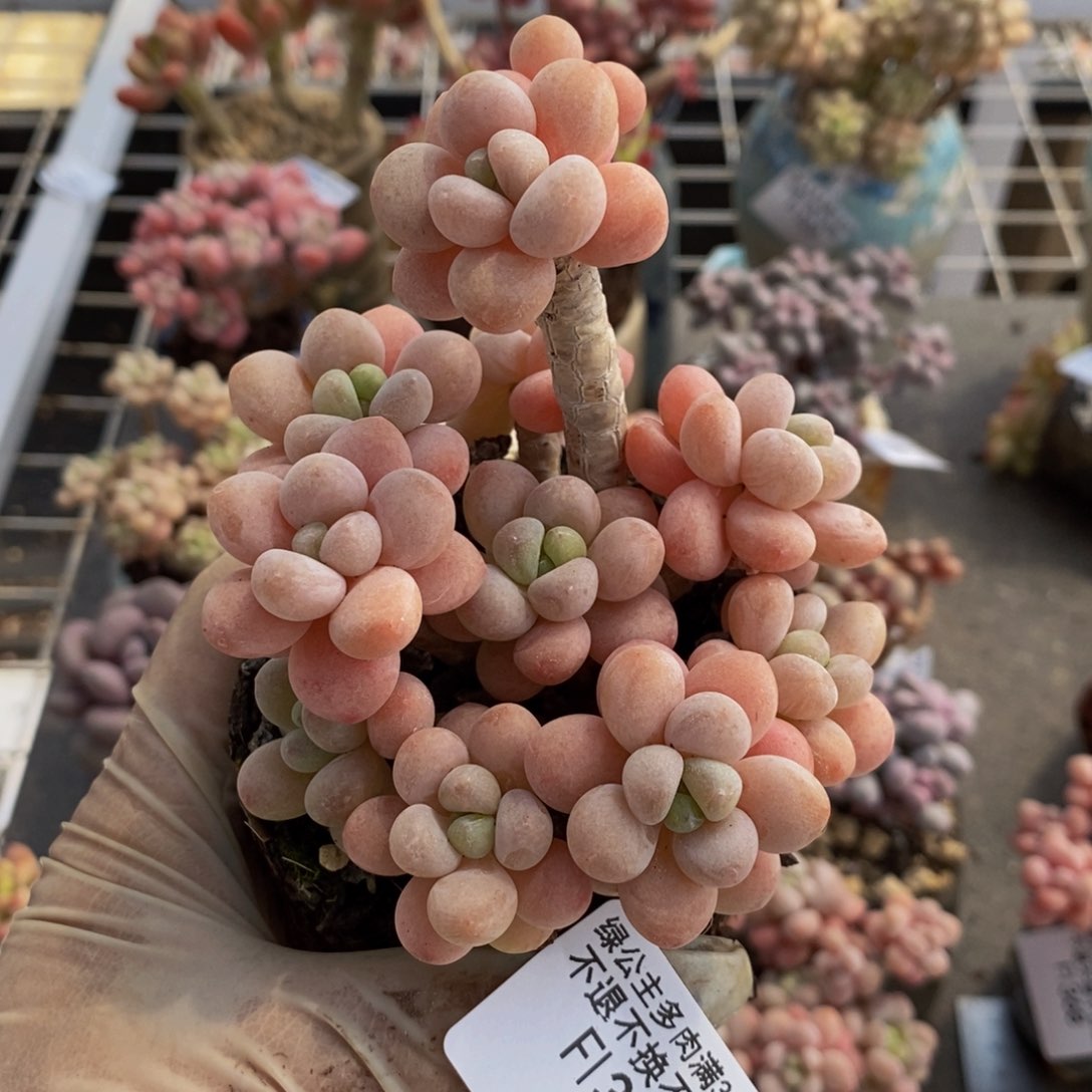 鱼子酱373/10cm多肉