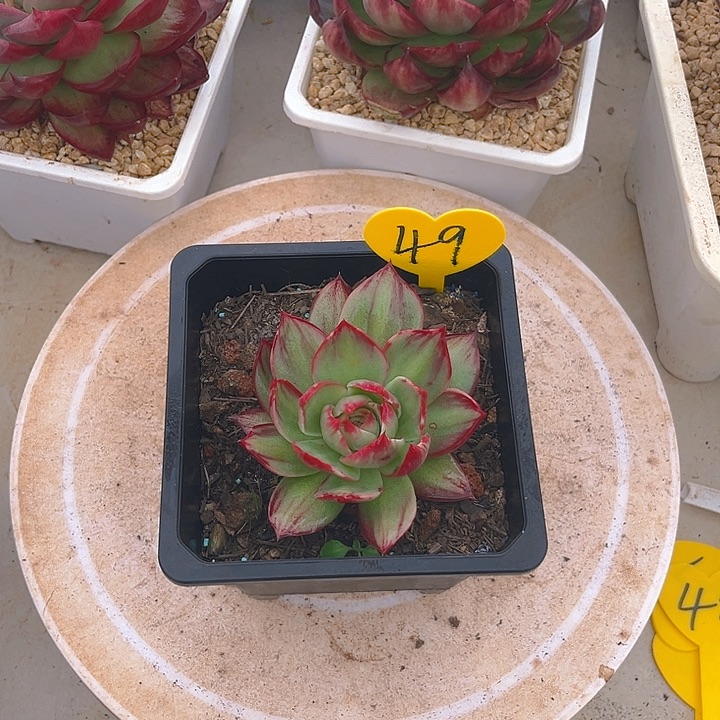 惊鸿仙子多肉植物49