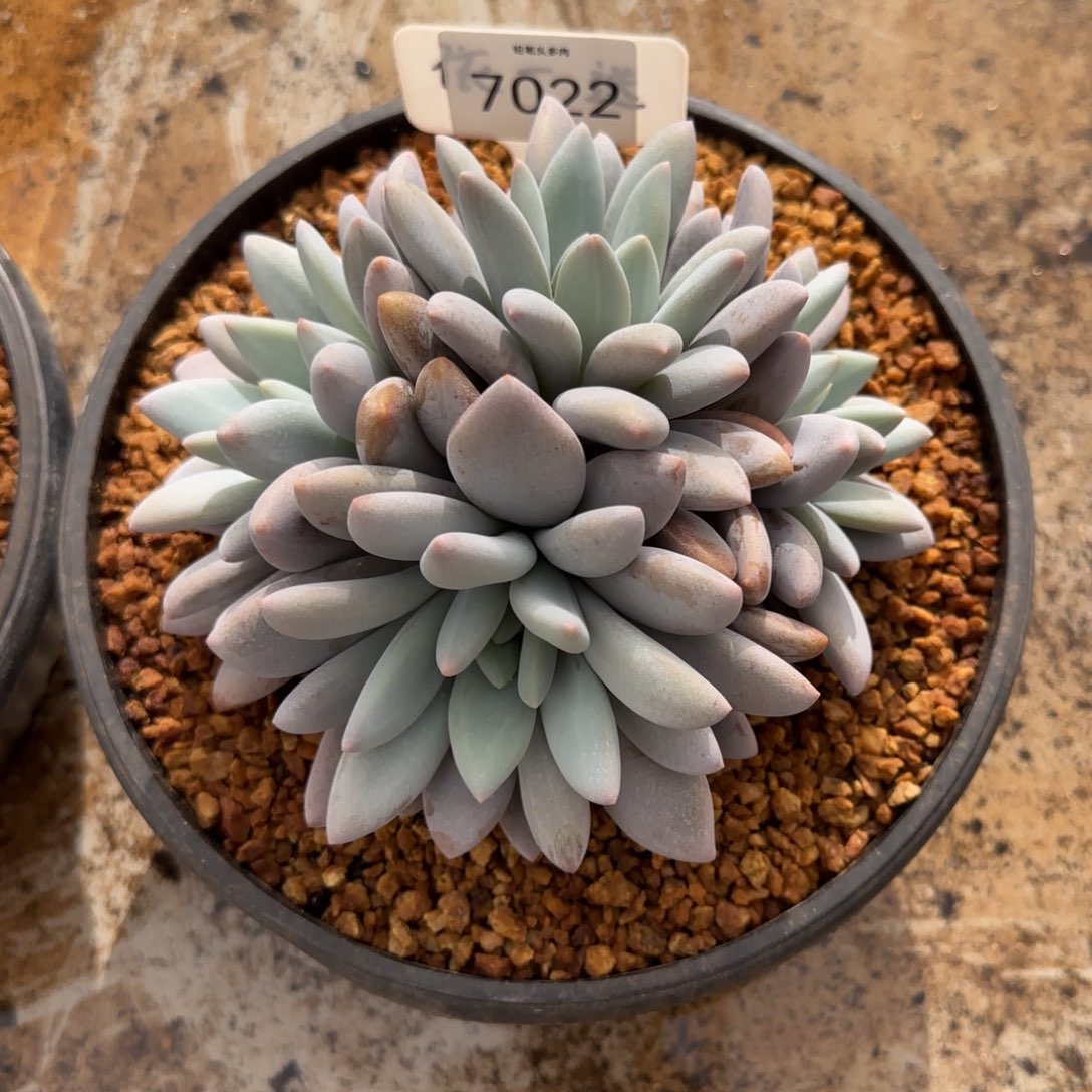 淇****7022。      橙龙福利肉。 