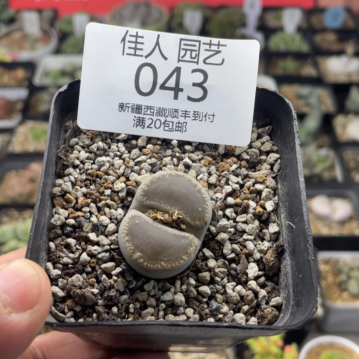 佳人园艺老周多肉上福利啦和田043