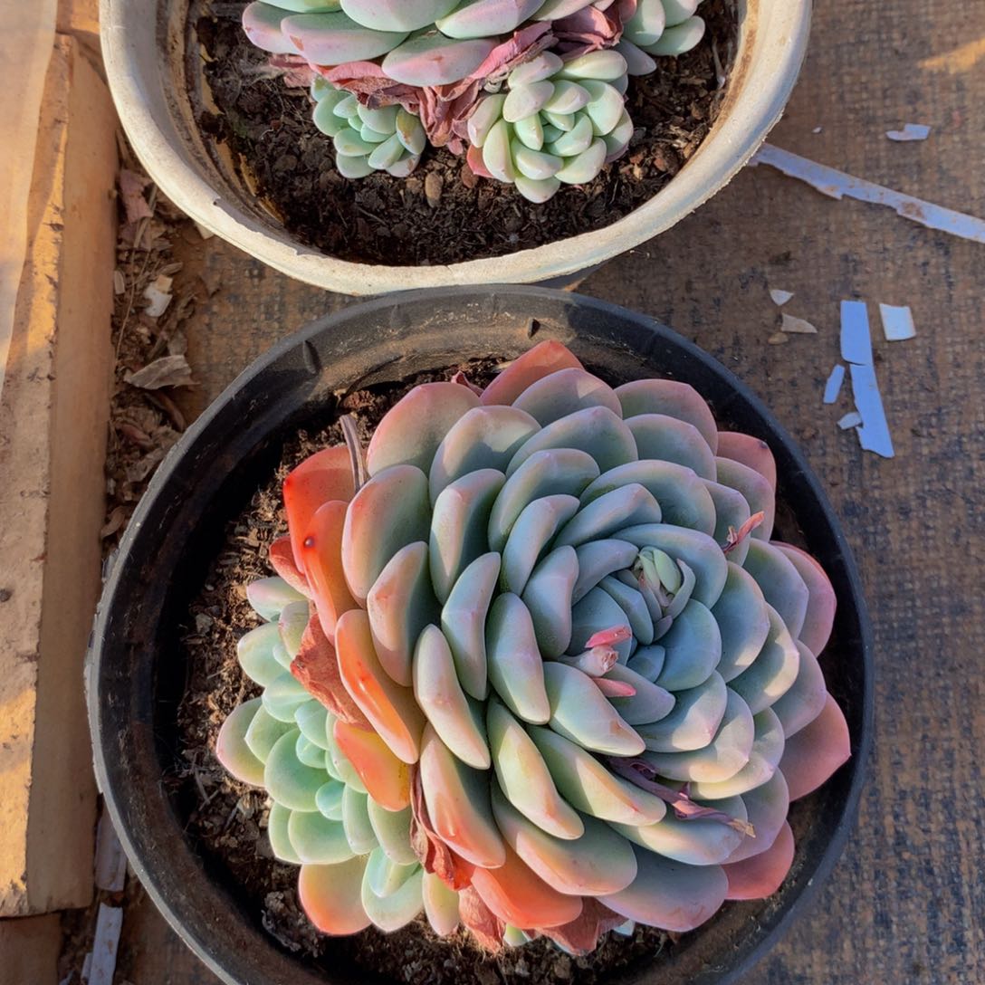 ?****冰玉小群多肉植物