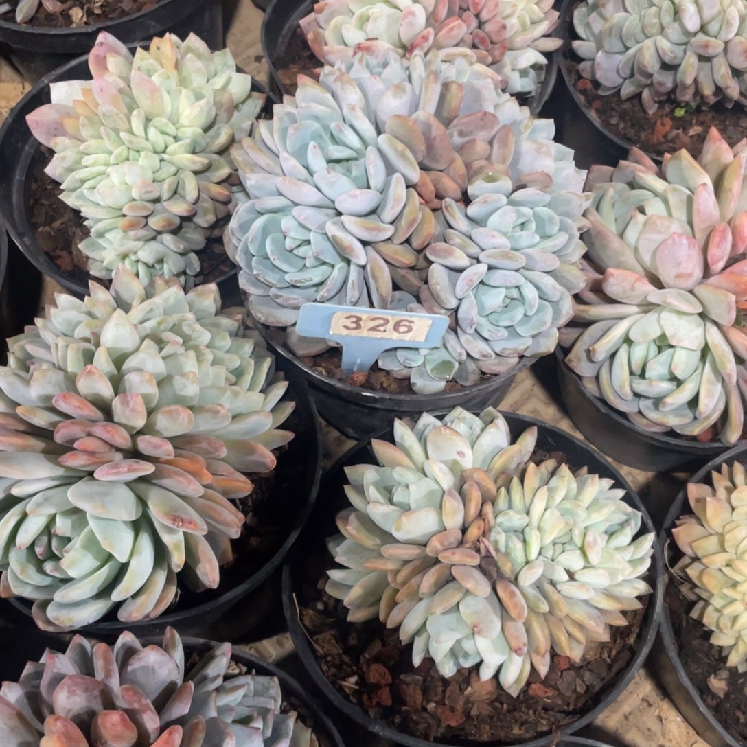 桔***柚星影缀化多头群生326