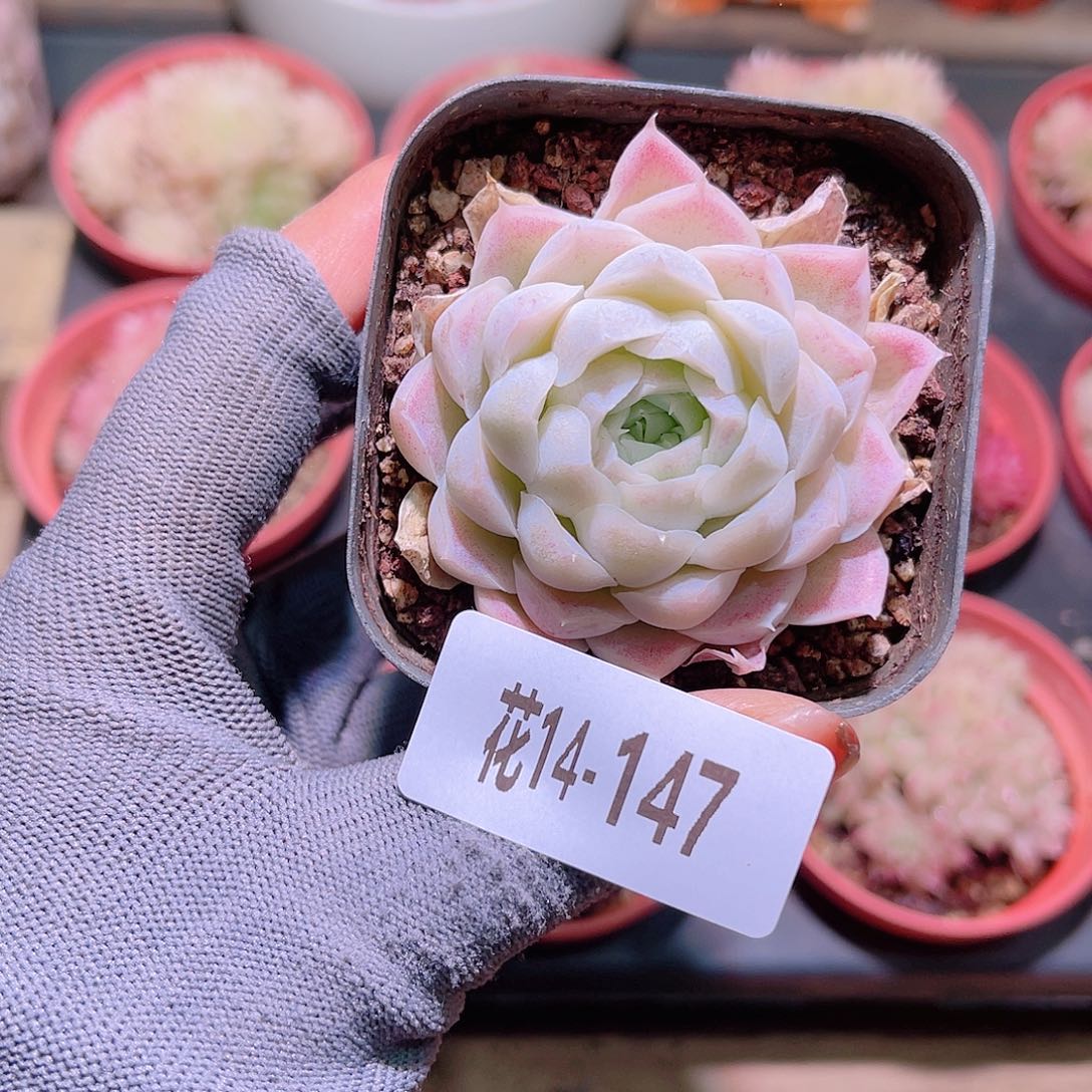 花14-147白月影单头