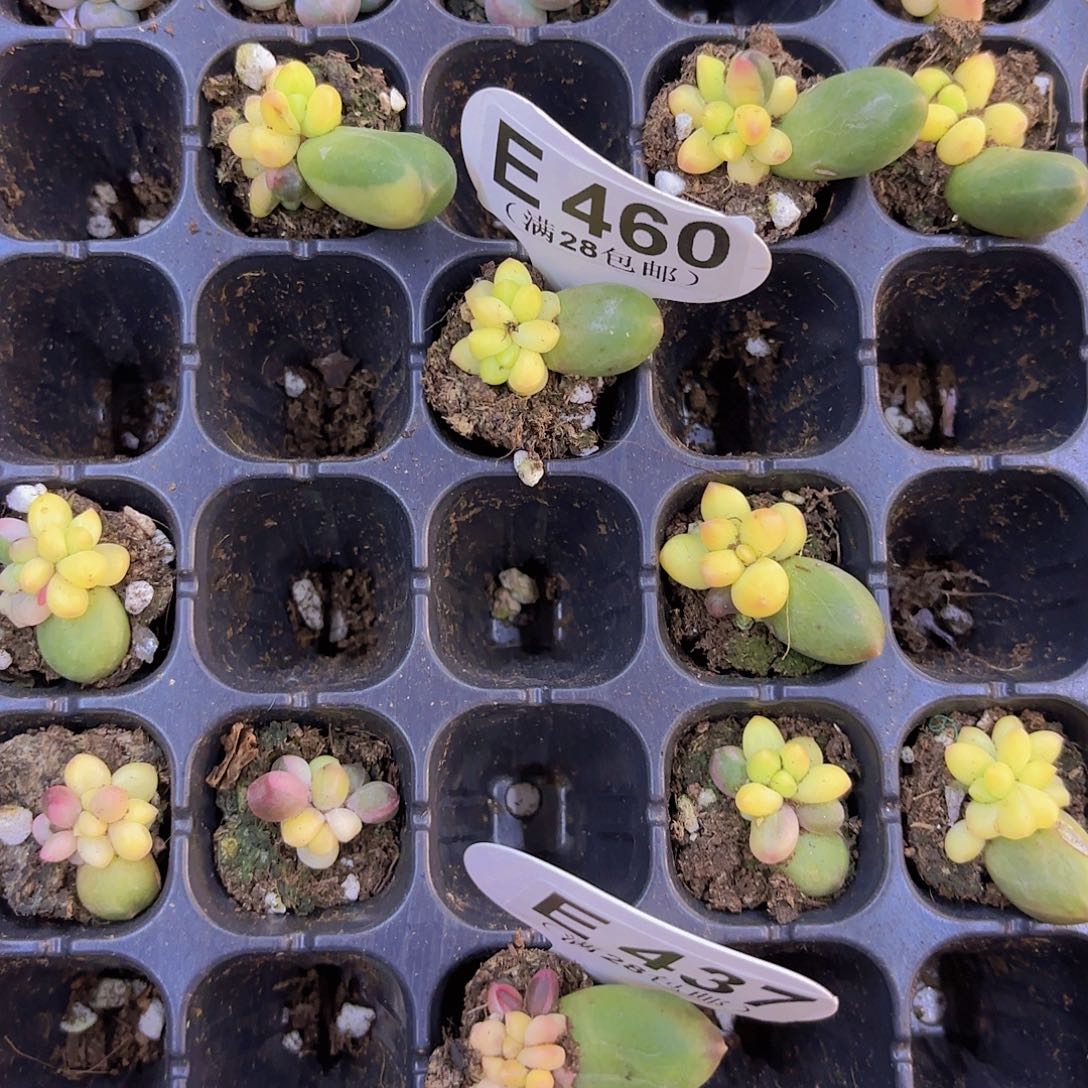 ᰔ***人E460千代田锦一物一拍