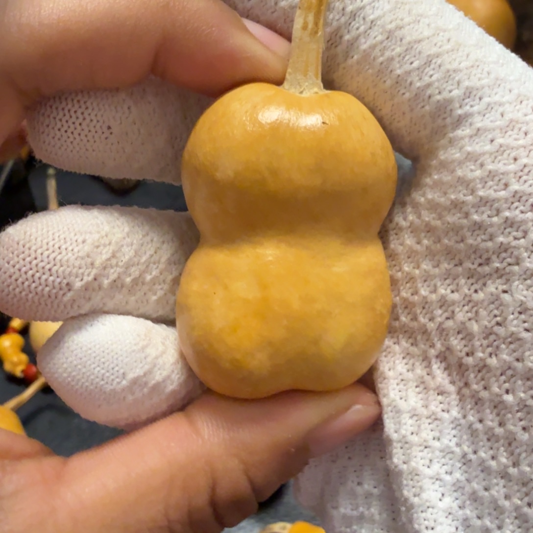 ****飞66……………………………………