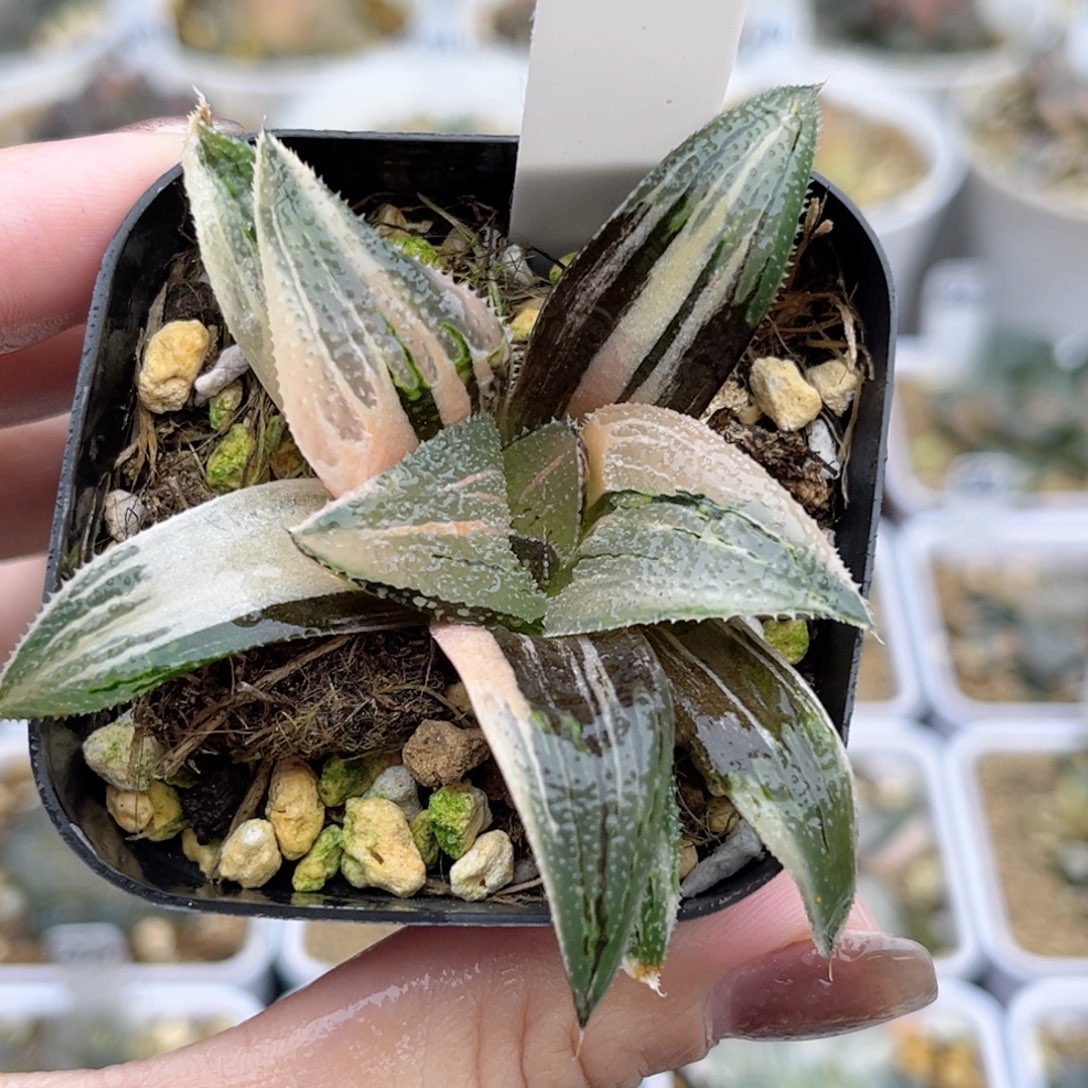 46武藏芭提雅锦福利专场