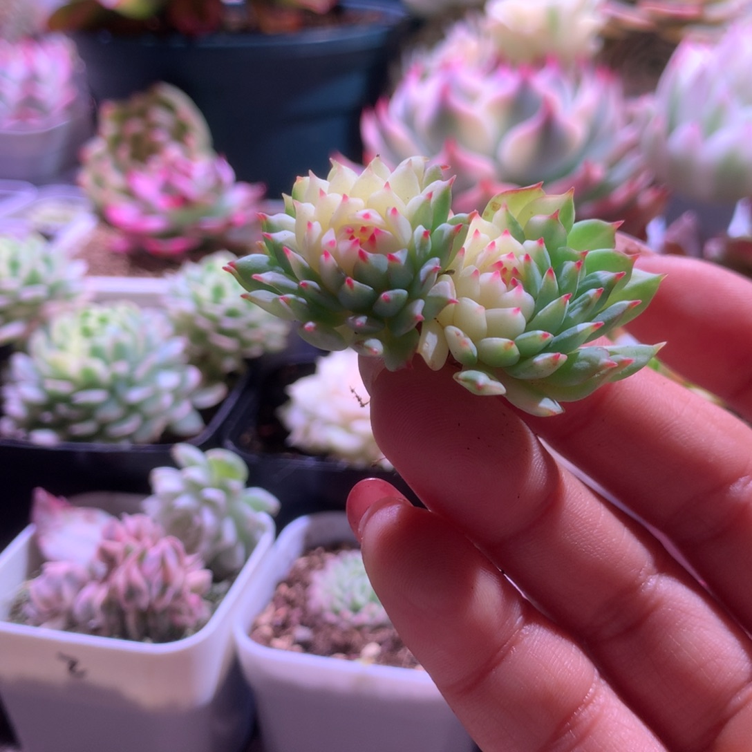 小红衣锦双头有根