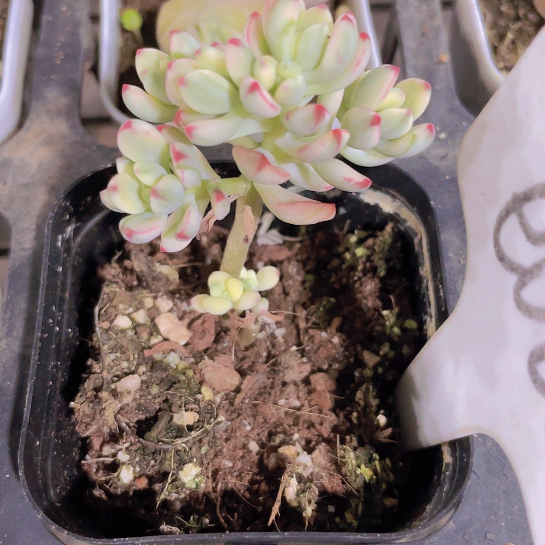 米奇锦e066一物一拍多肉