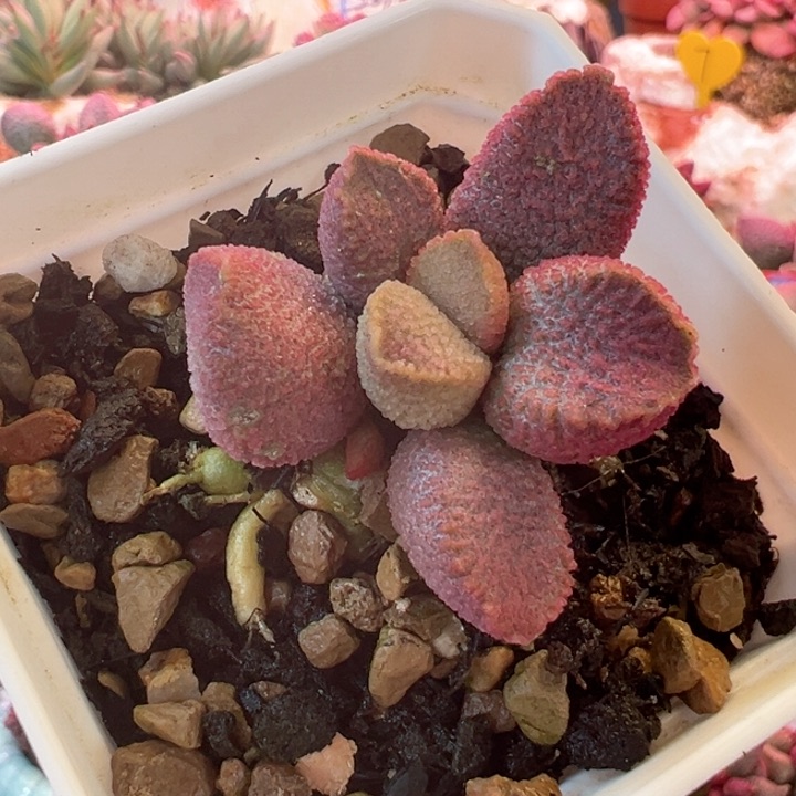 一物一拍，感谢支持