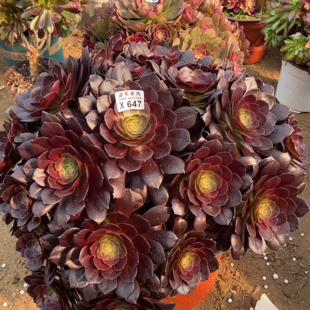 647黑美人多肉法师断枝不包