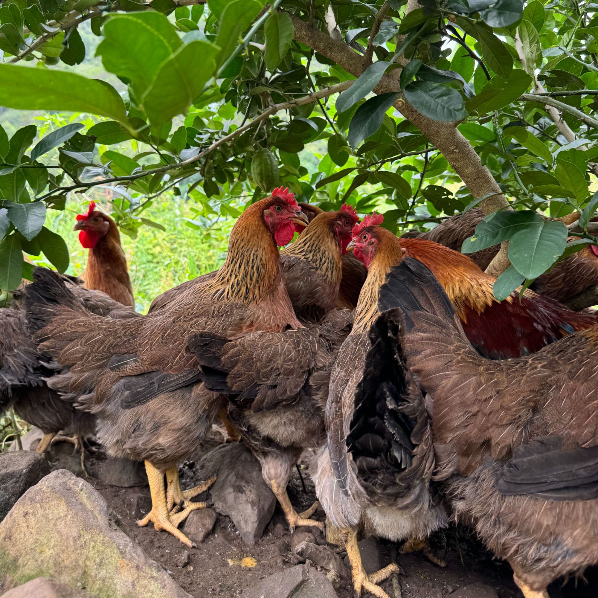 3只 散养走地麻鸡 养足230天以上
