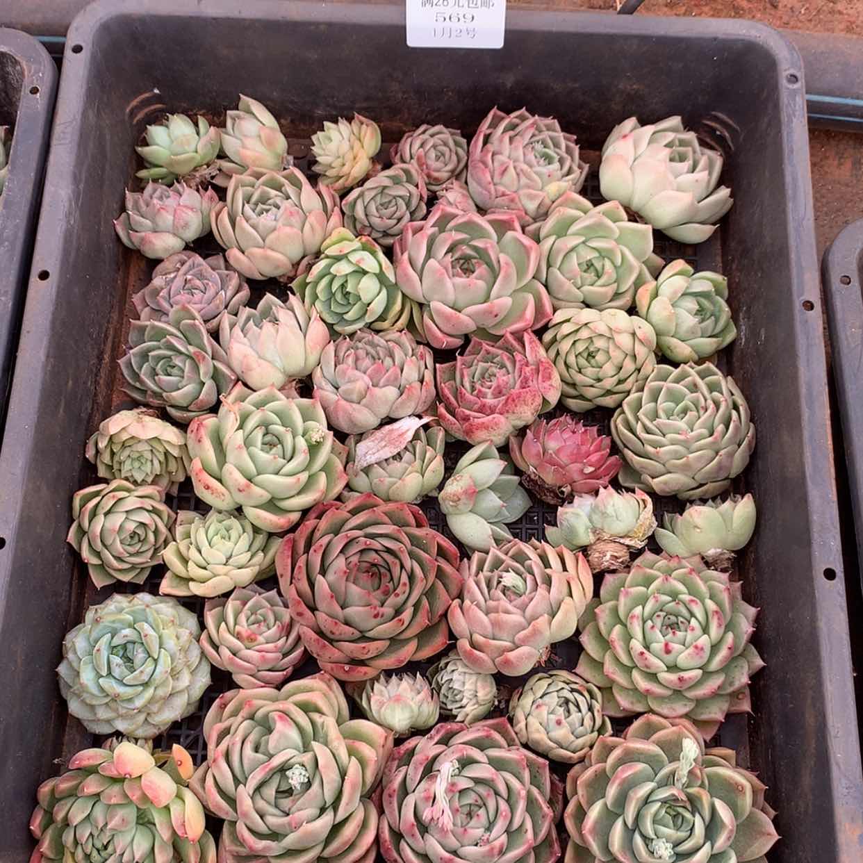 【闪购商品】云569号