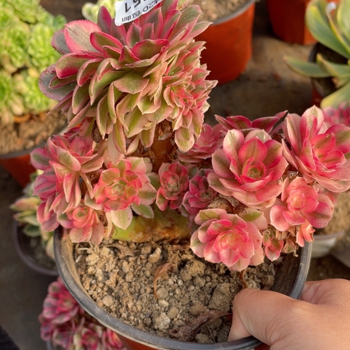 751倾城朵朵12344678