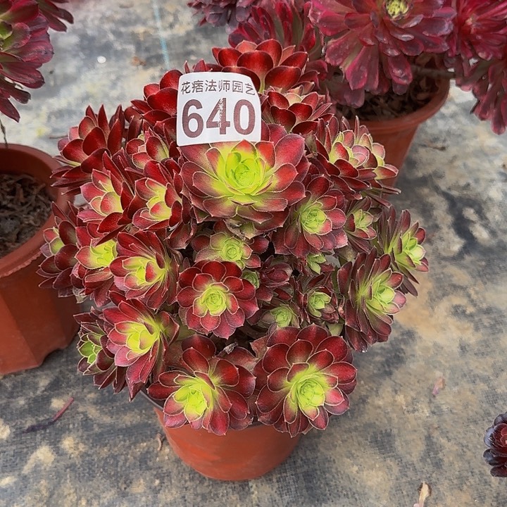 000000000000640韶华