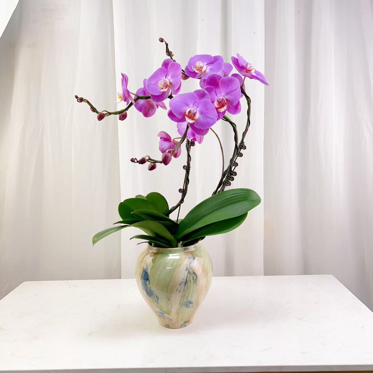 国华花卉【粉冠军】蝴蝶兰轻 奢 绿植花卉艺术高级盆栽植株好养