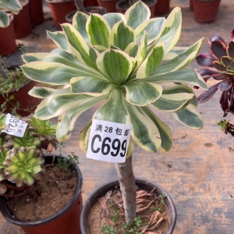 699燕子锦不包断枝