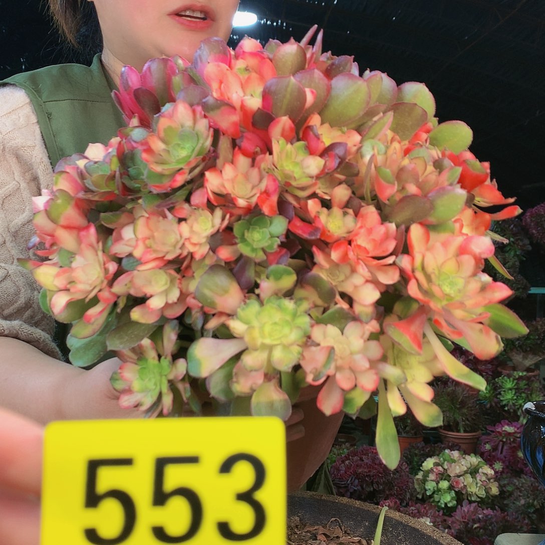 柒哥法师多肉不包侧断枝553