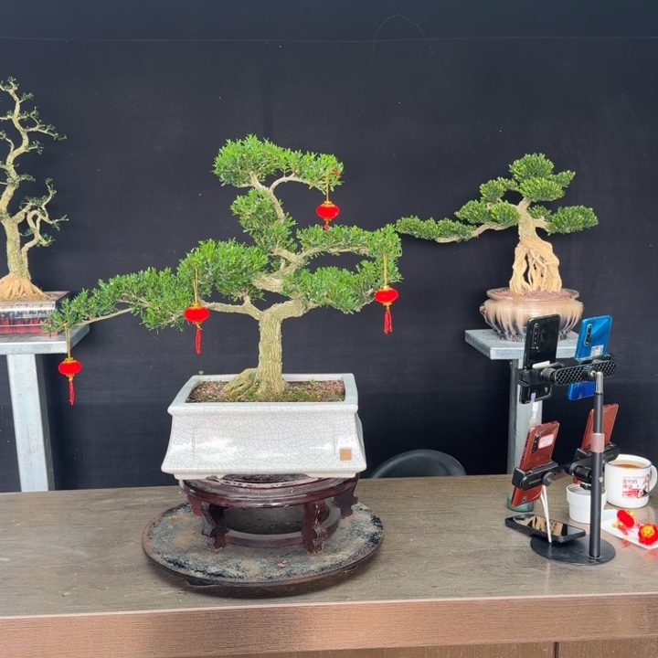 T***哥无花朵广东皱皮雀舌黄杨