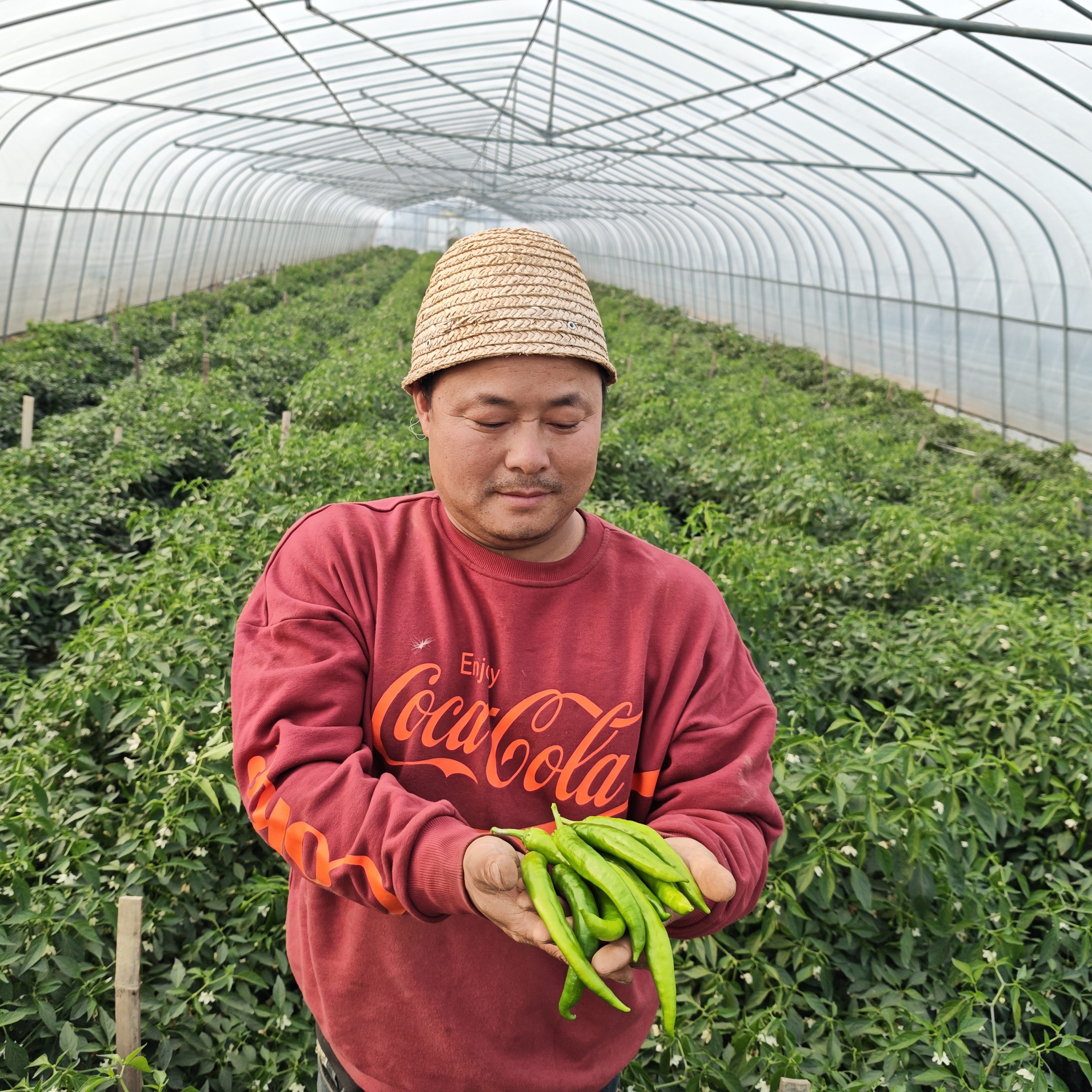 高安上湖富硒辣椒之软皮辣椒产业园直发