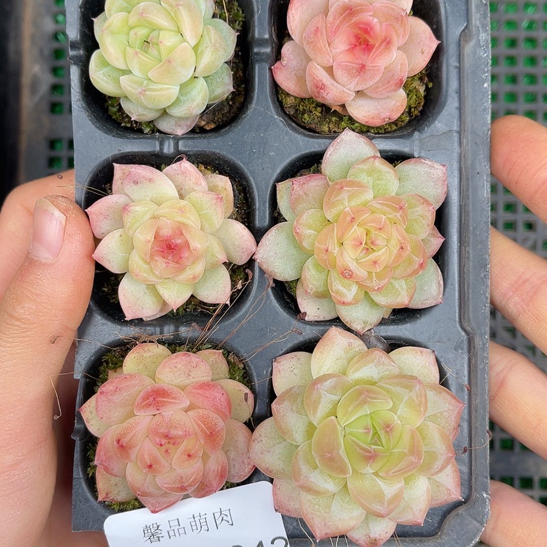 多肉一物一拍27-242