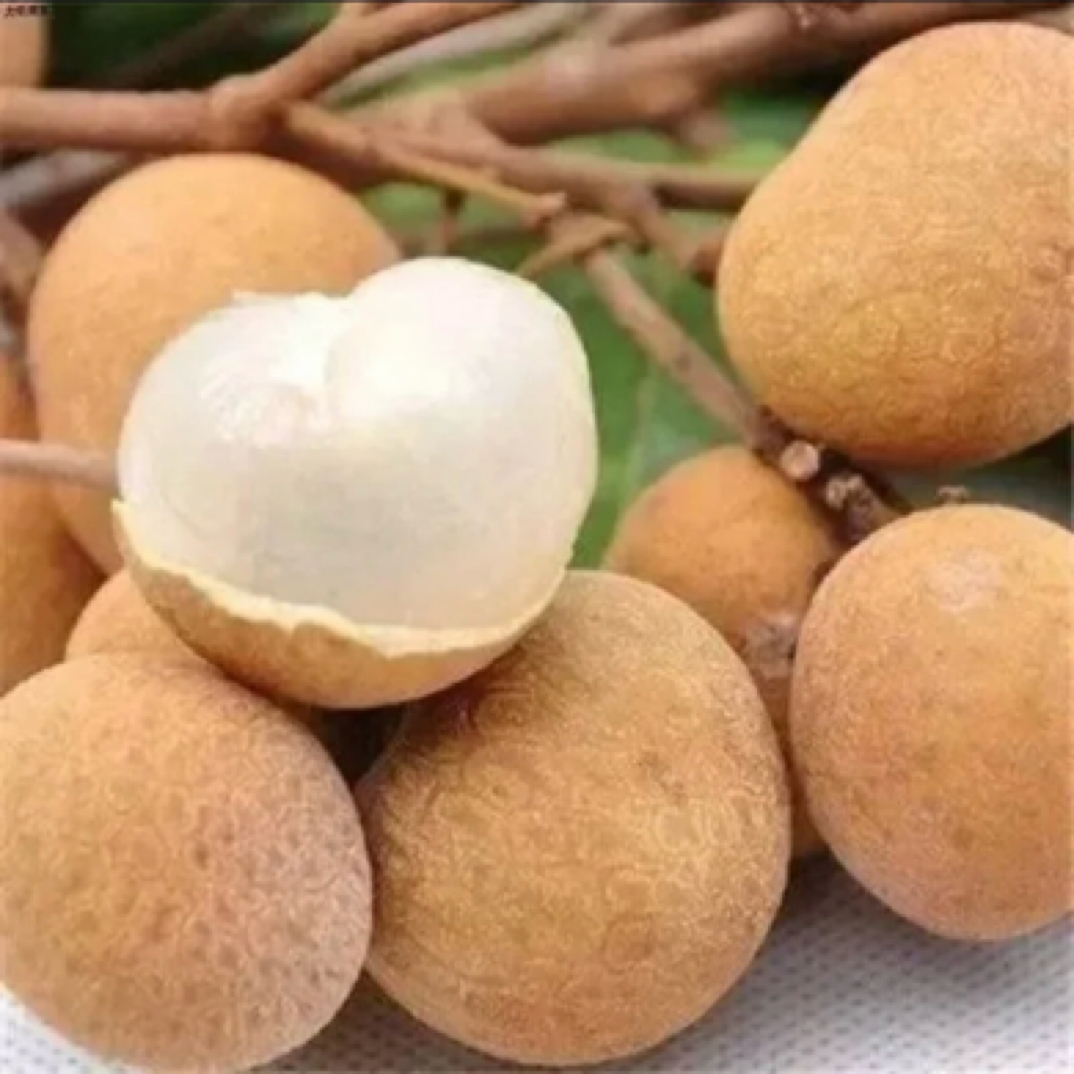 龙眼果树苗，四季，储良，石陕，桂丰早，红皮龙眼