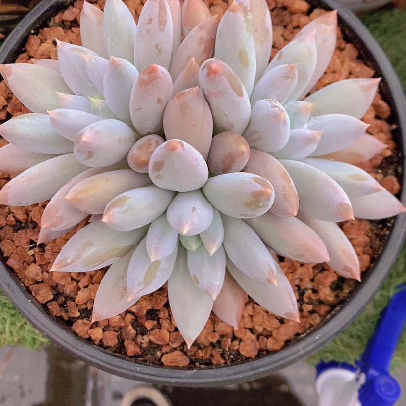 【闪购商品】彩虹哥特