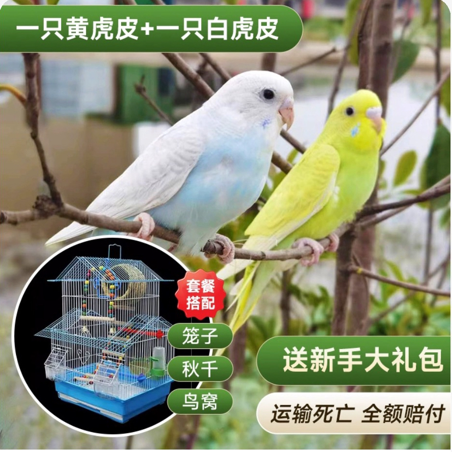 【2两鸟+鸟笼套餐】虎皮鹦鹉别墅鸟笼套餐