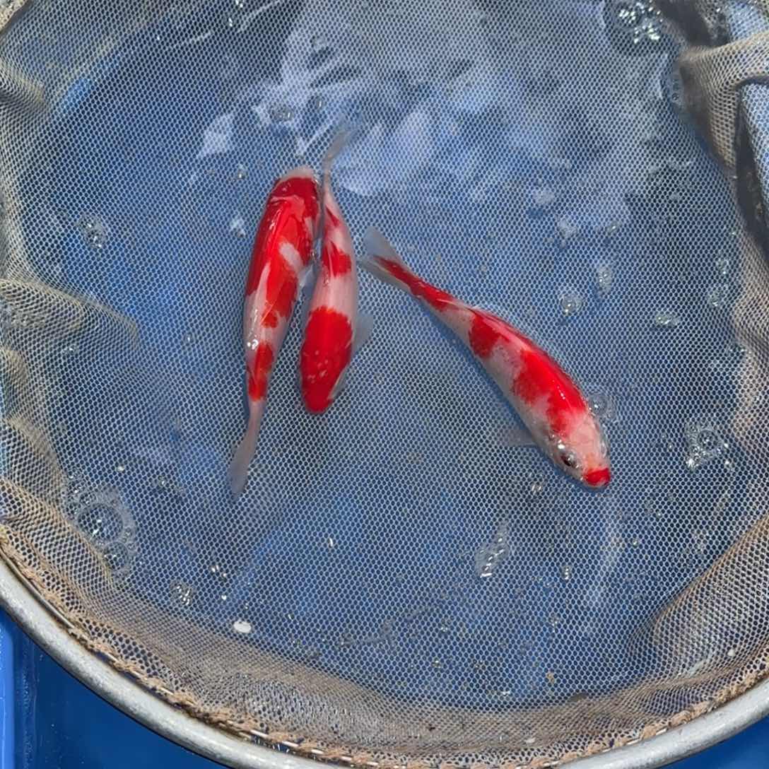 锦鲤锦鲤观赏鱼锦鲤