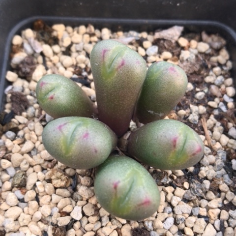 多肉肉锥 少将杂