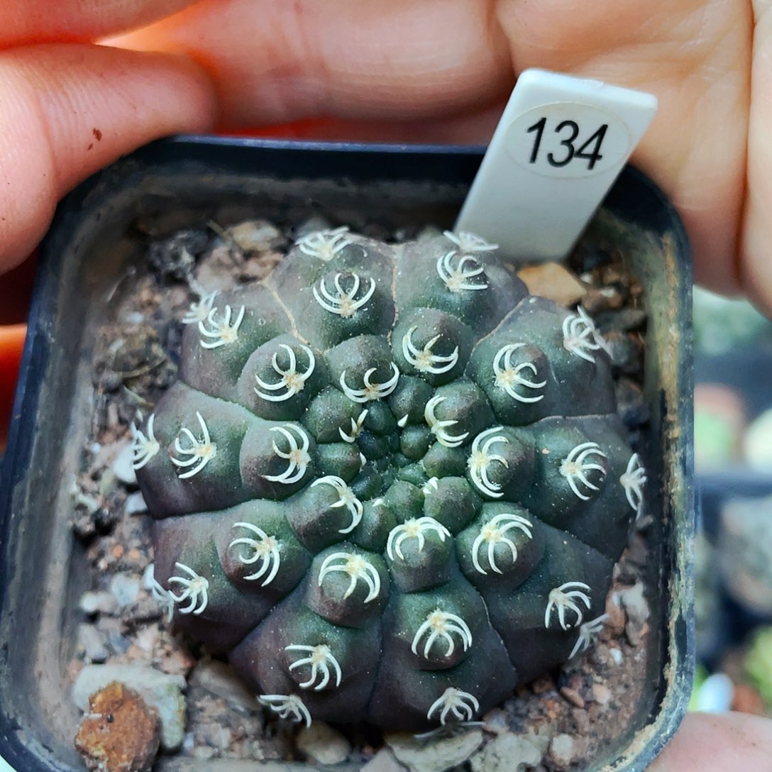 非偏远地区满25包邮仙人球