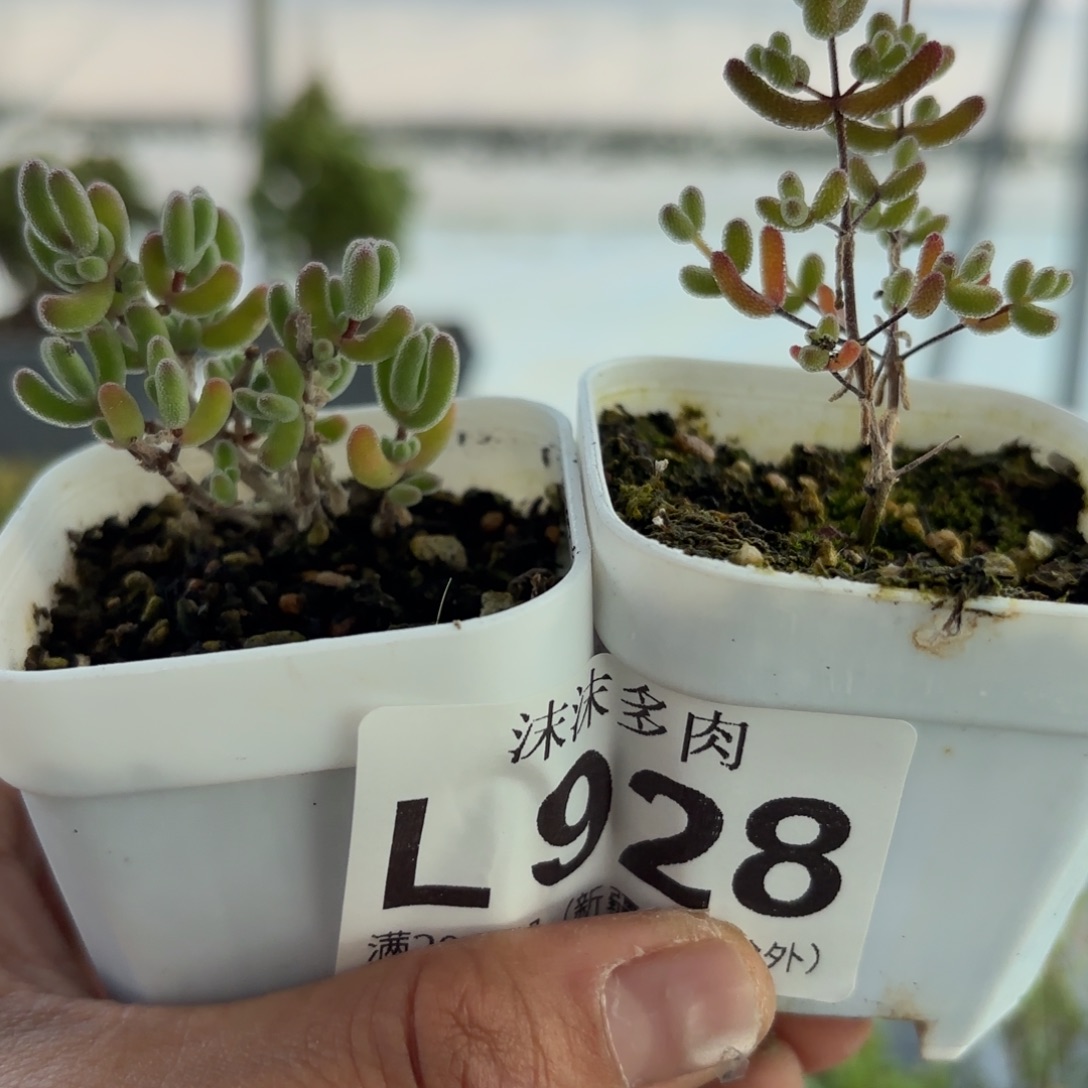 928冰糖和红叶组合