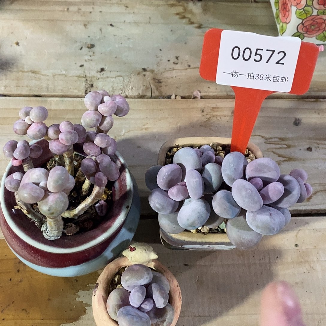 00572伯母去魔芋璐璐璐璐了