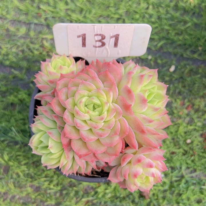 健健康康平平安安