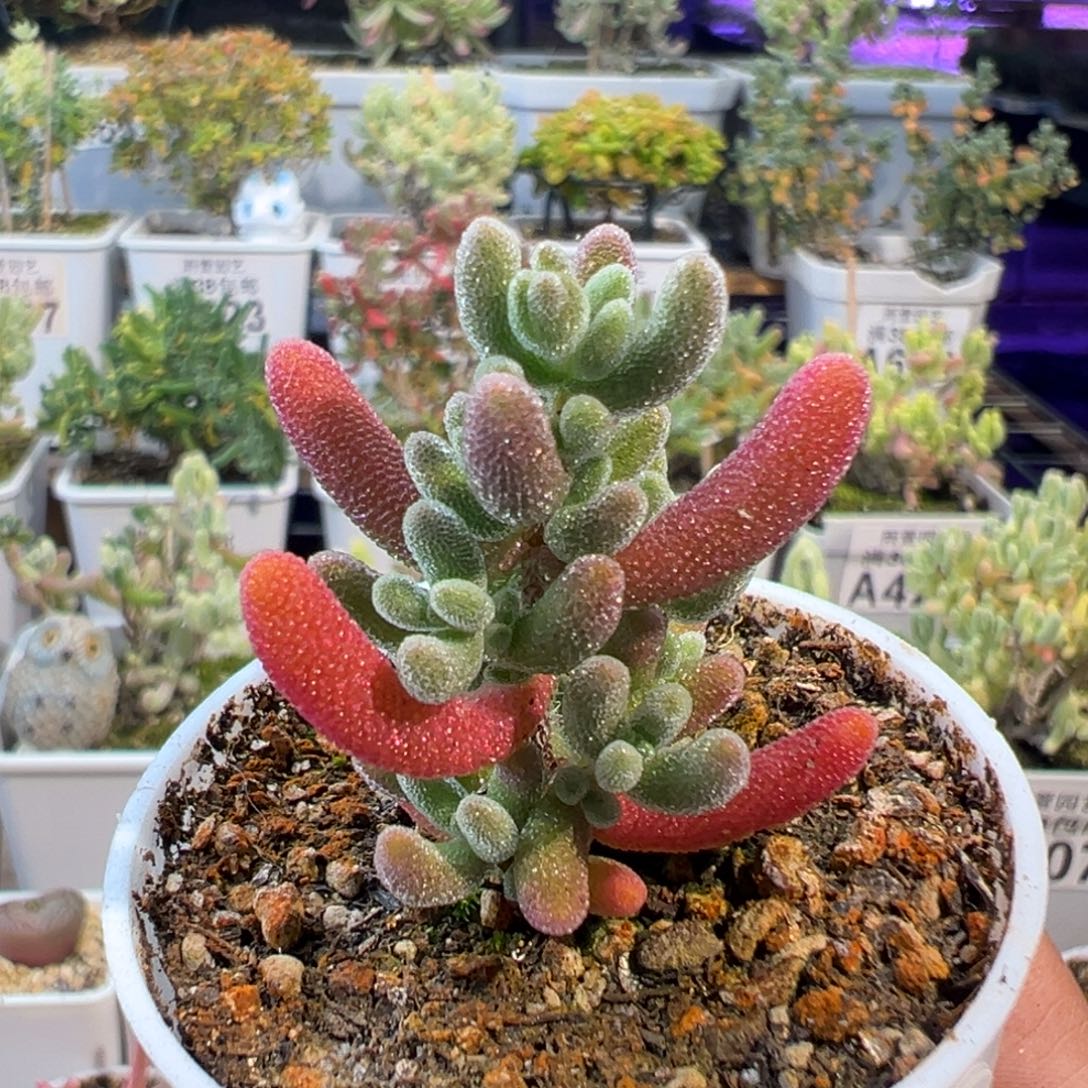 29-784枝干番杏多肉红叶优选五圆盆