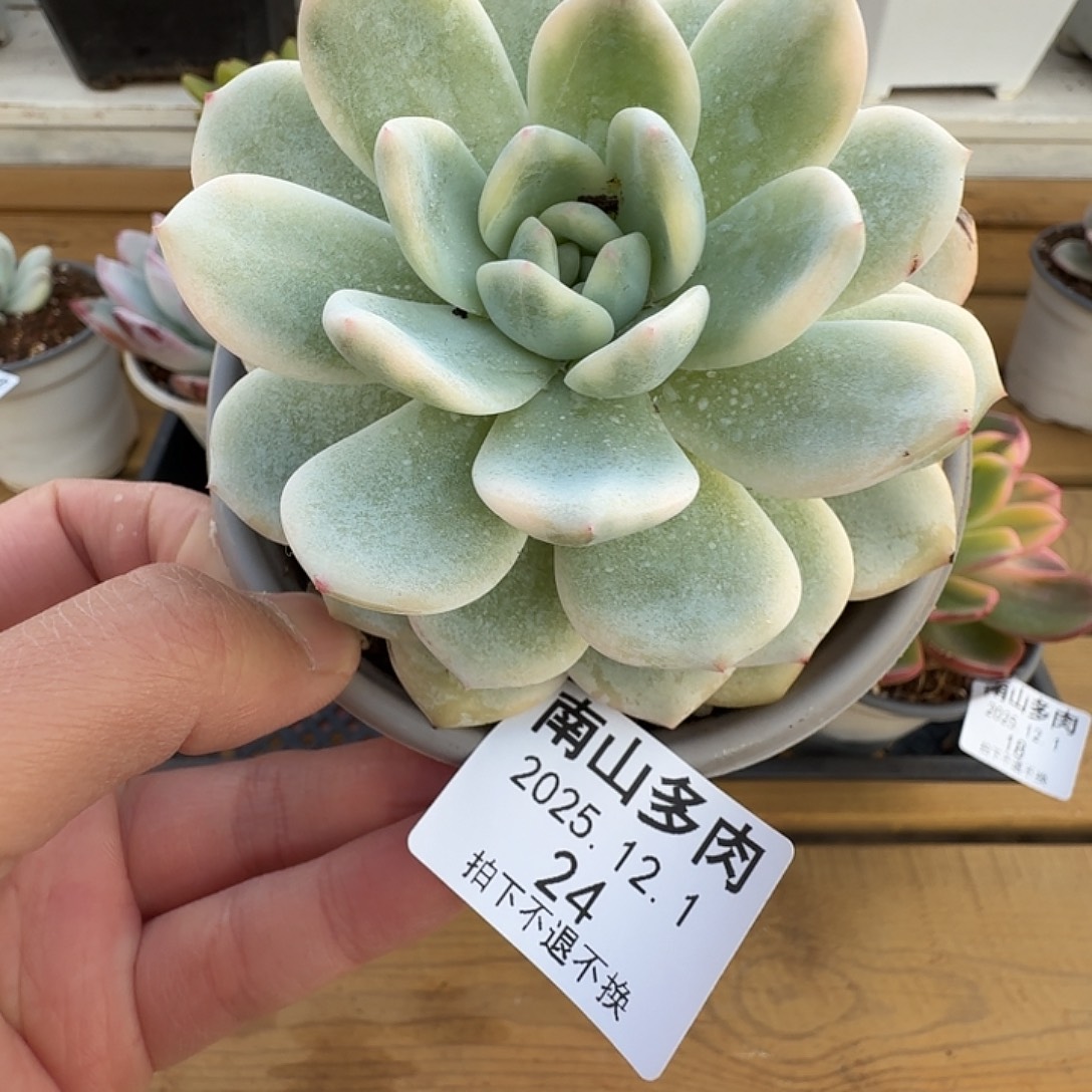 橙梦露锦11111121-24