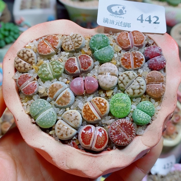 生石花花花花花花花花442