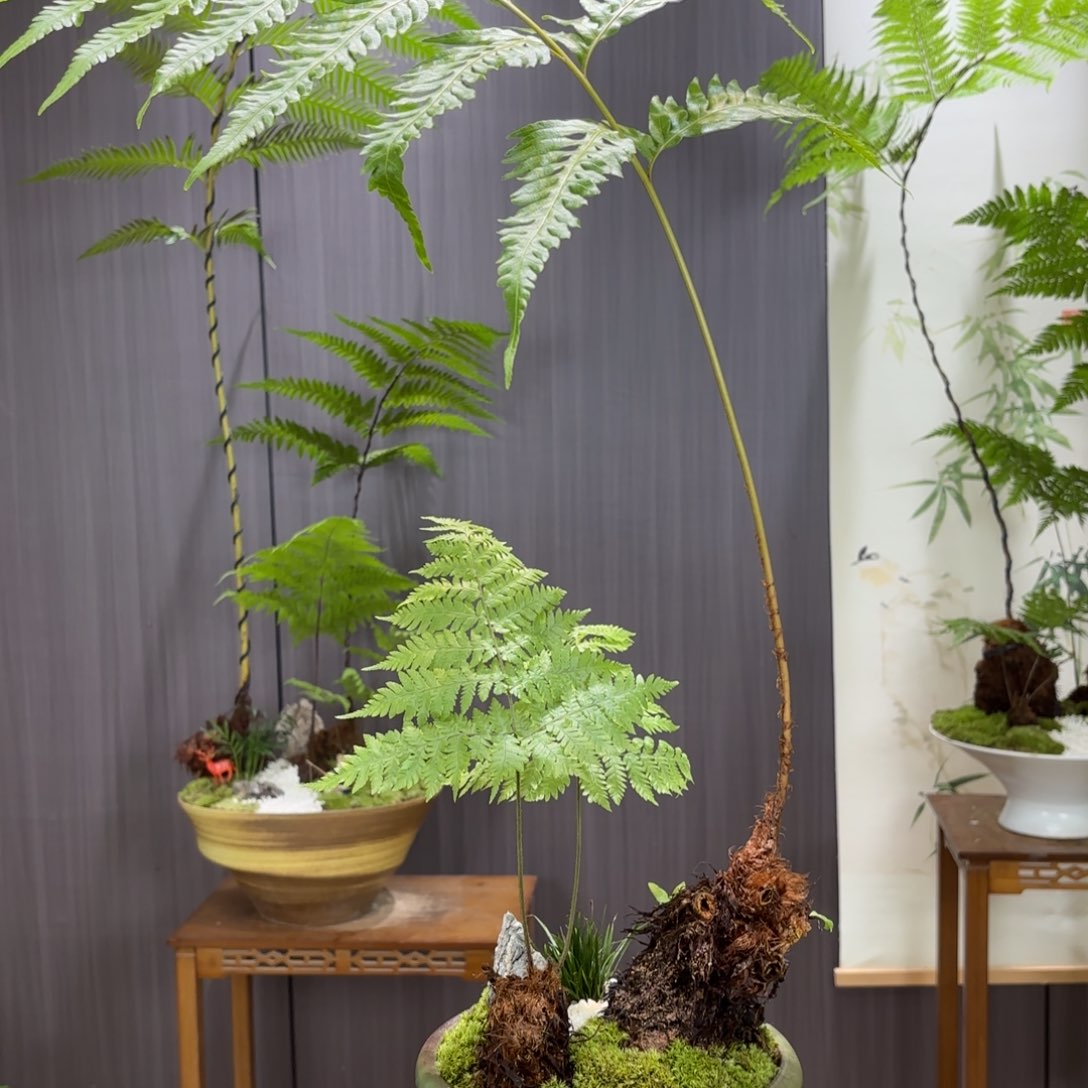 无花朵天**心蕨蕨蕨蕨蕨蕨蕨