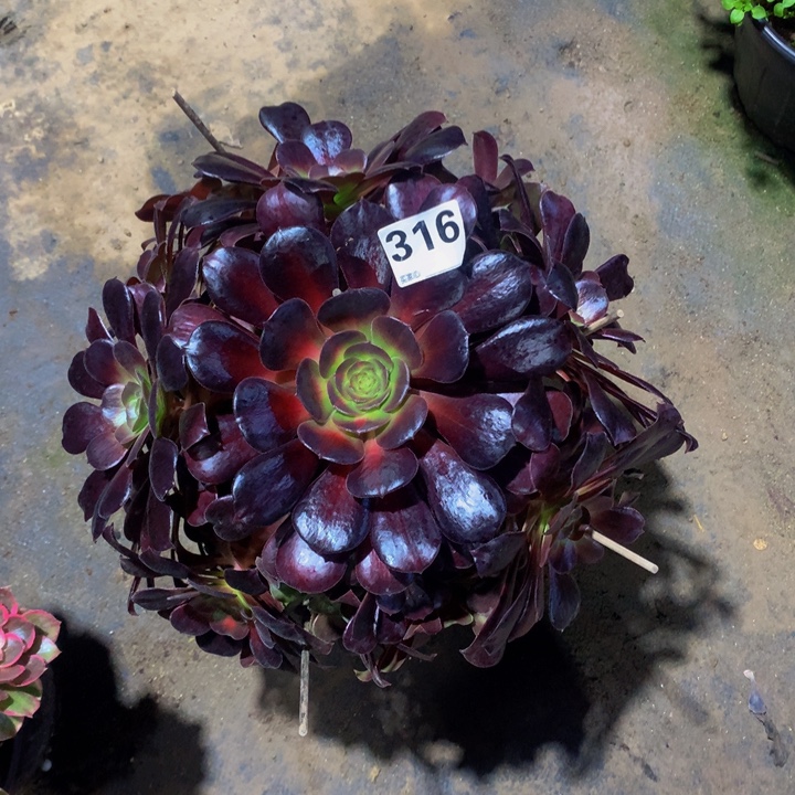 如***道无花朵花娜316000000