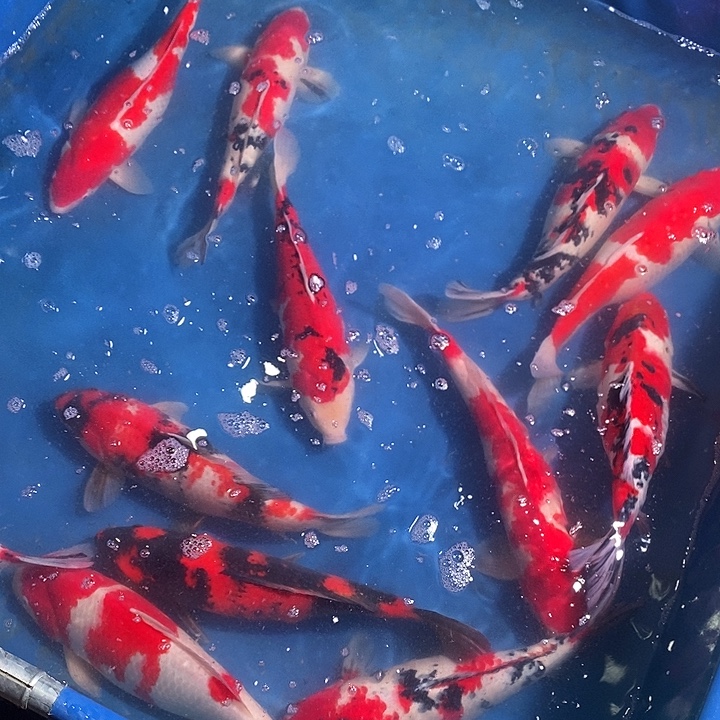 海水鱼锦鲤观赏鱼