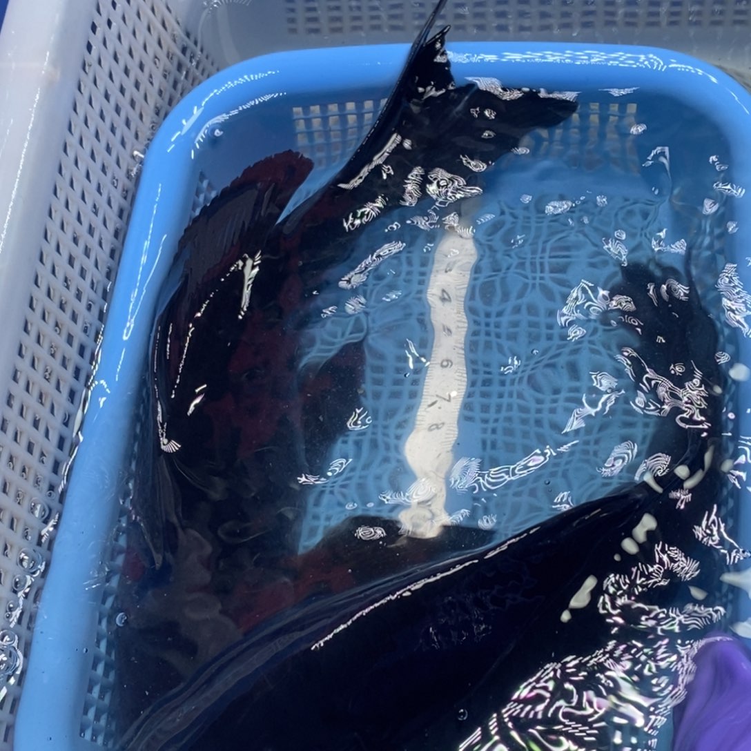 锦鲤冷水锦鲤包邮