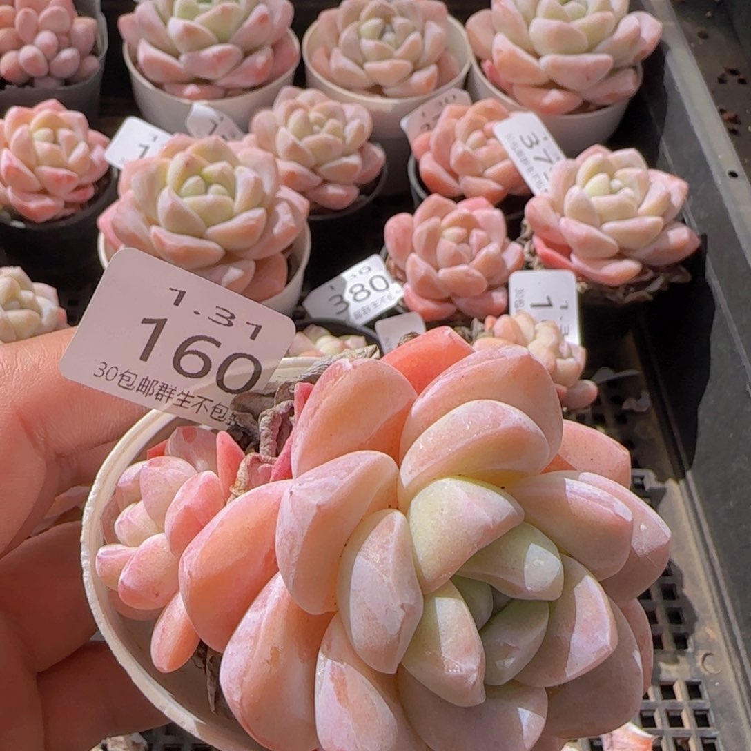 双头糖心冰玉一颗