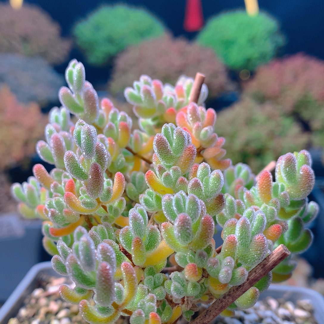 c333实生冰晶枝干番杏