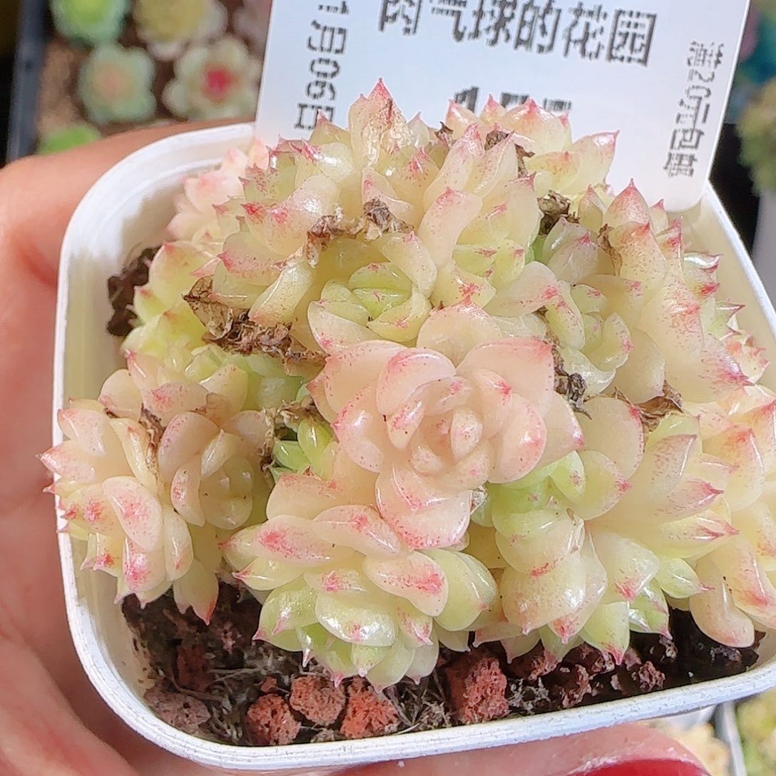 1106-155麦秆不包整