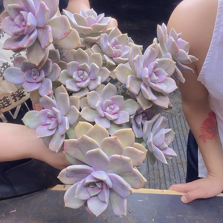 紫乐血斑紫乐紫乐