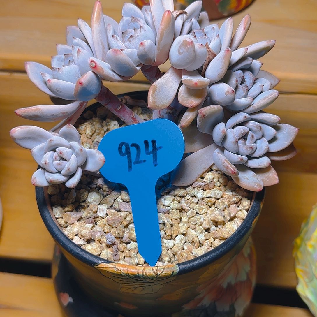 多***贝星星雪924号一物一拍