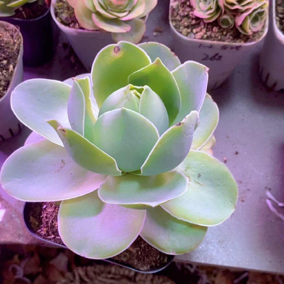 山地玫瑰下播福利一物一拍396大帕尔玛