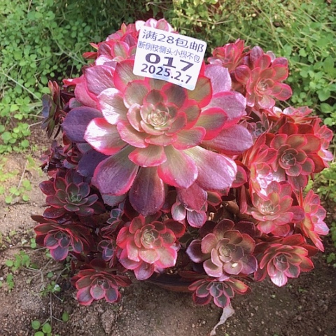 2.7-17粉花妖多肉植物坎过