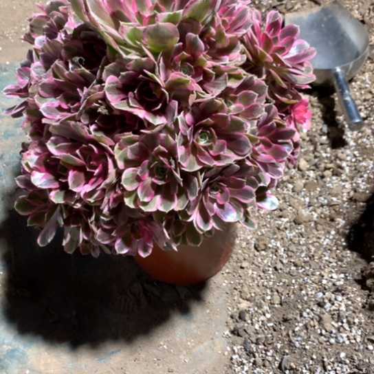 637法师多肉植物男神